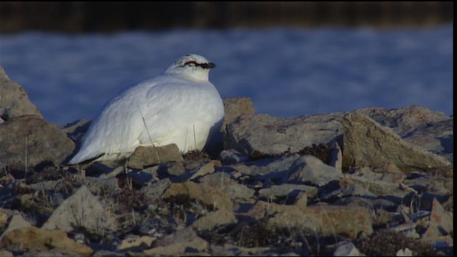 Alpenschneehuhn - ML405427