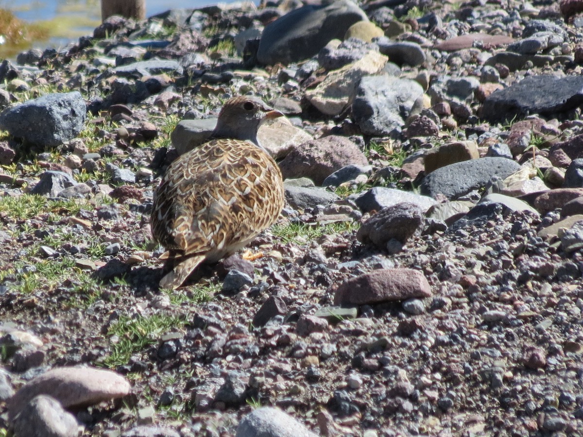 Gray-breasted Seedsnipe - ML405427321