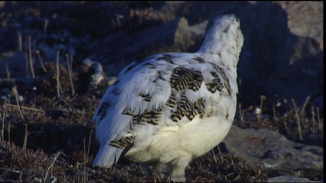 Rock Ptarmigan - ML405428