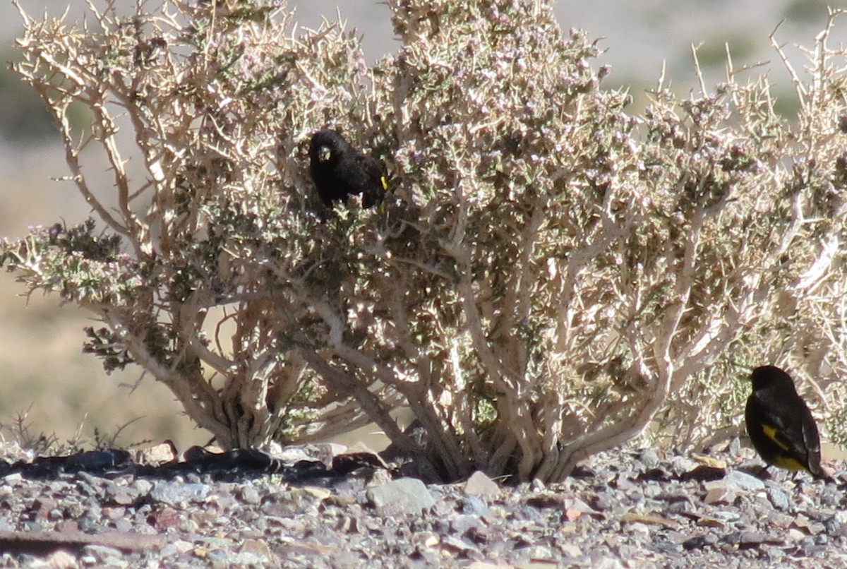 Black Siskin - ML405428051