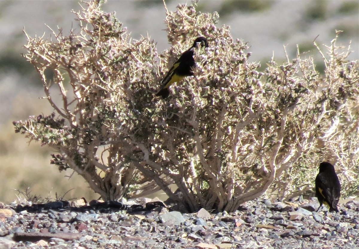Black Siskin - ML405428071