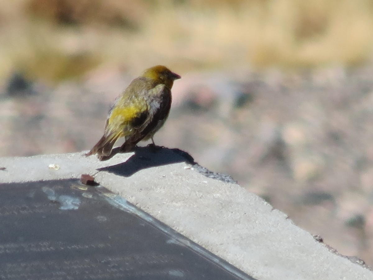 Greater Yellow-Finch - ML405428311