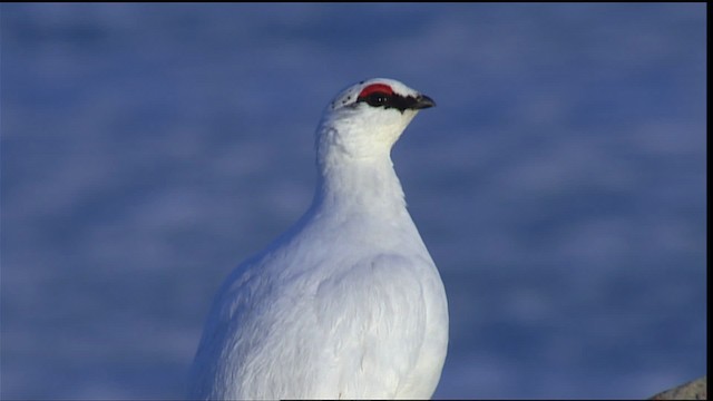 Rock Ptarmigan - ML405429