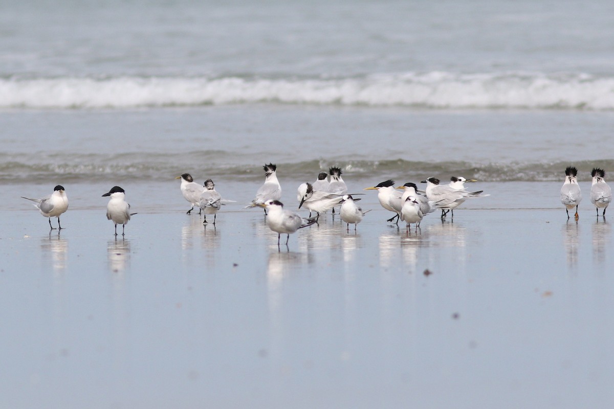 Gull-billed Tern - ML405429081