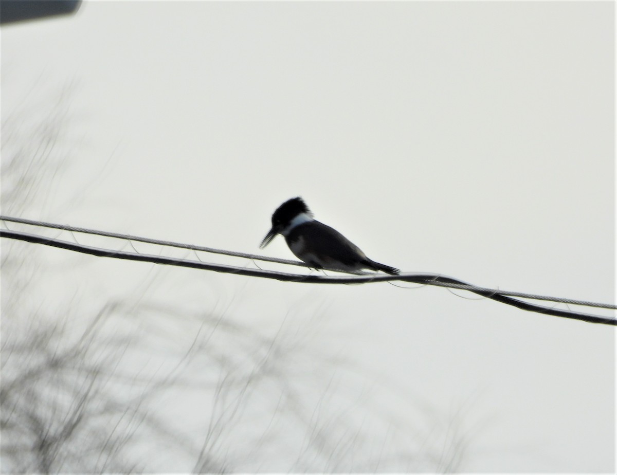 Belted Kingfisher - Marsha Walling