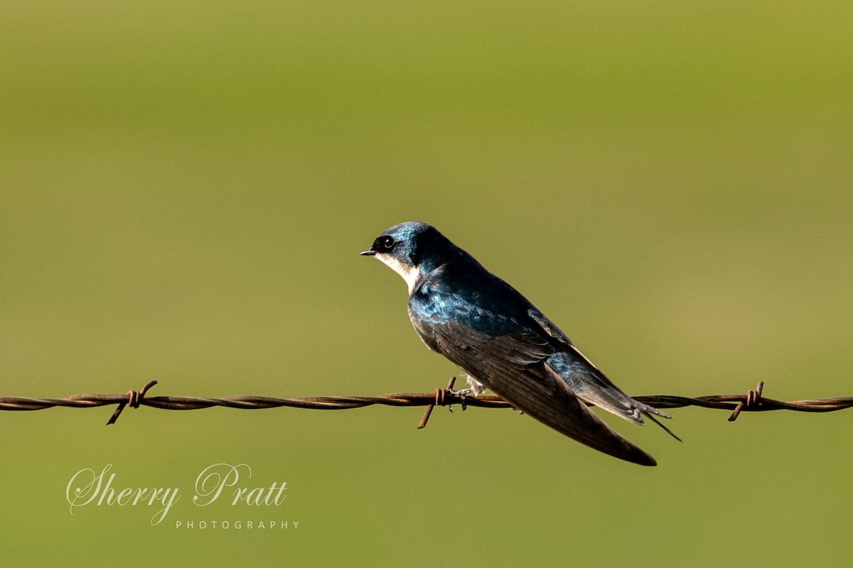 Tree Swallow - ML405430401