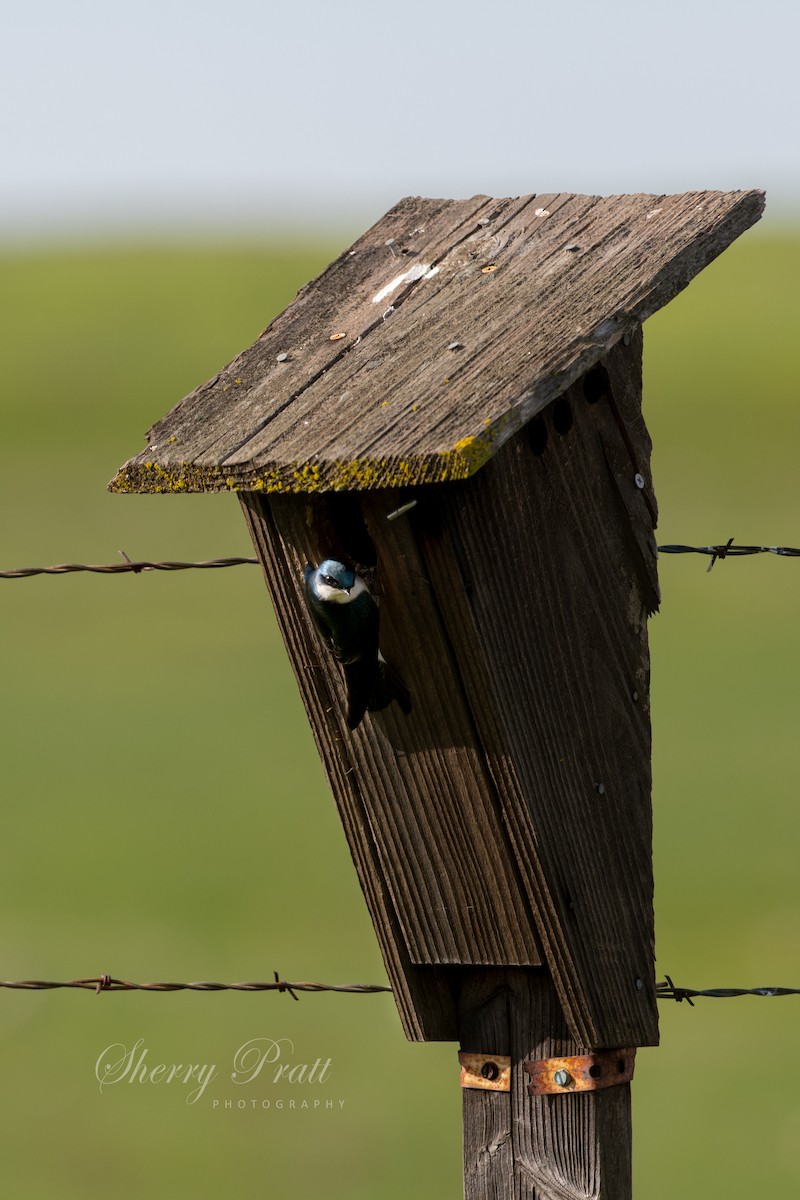 Tree Swallow - ML405430681