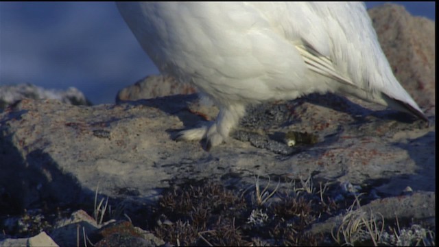 Rock Ptarmigan - ML405431