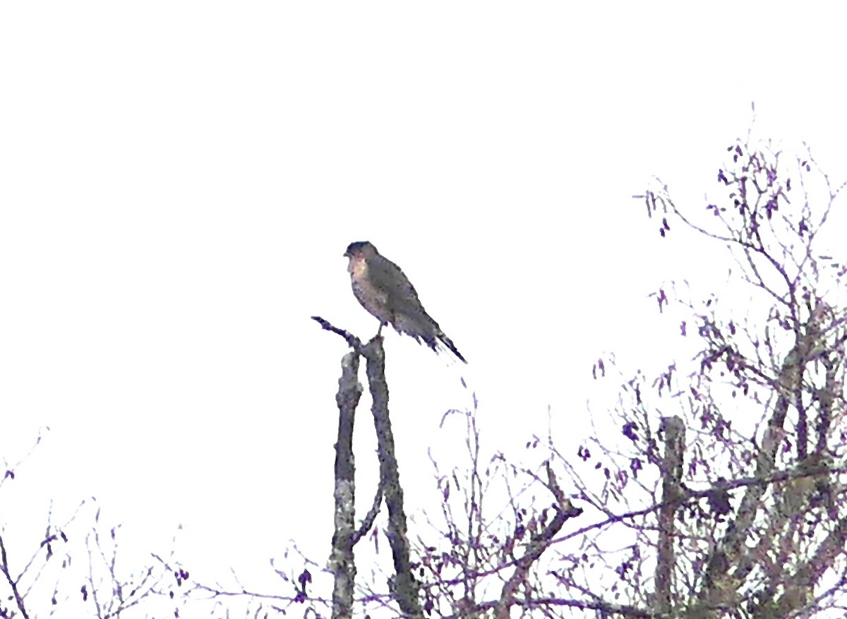 Cooper's Hawk - Aziza Cooper