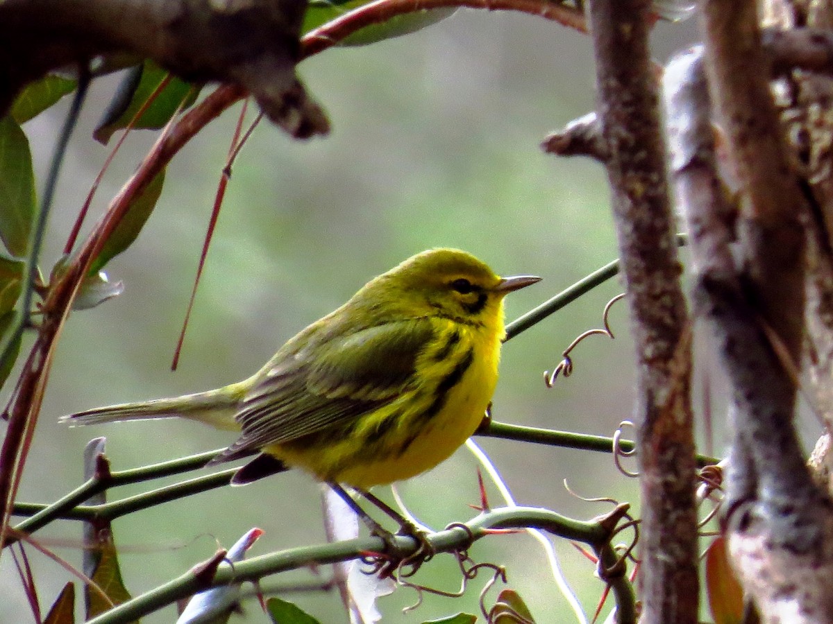 Prairie Warbler - ML405433681