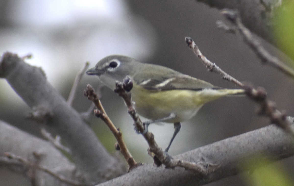 Cassin's Vireo - ML405433831