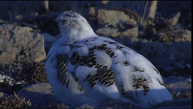 Rock Ptarmigan - ML405434