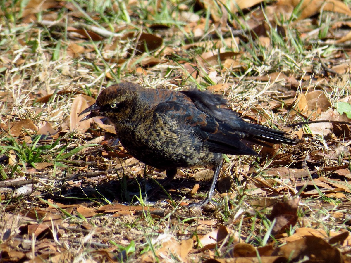 Rusty Blackbird - ML405434071