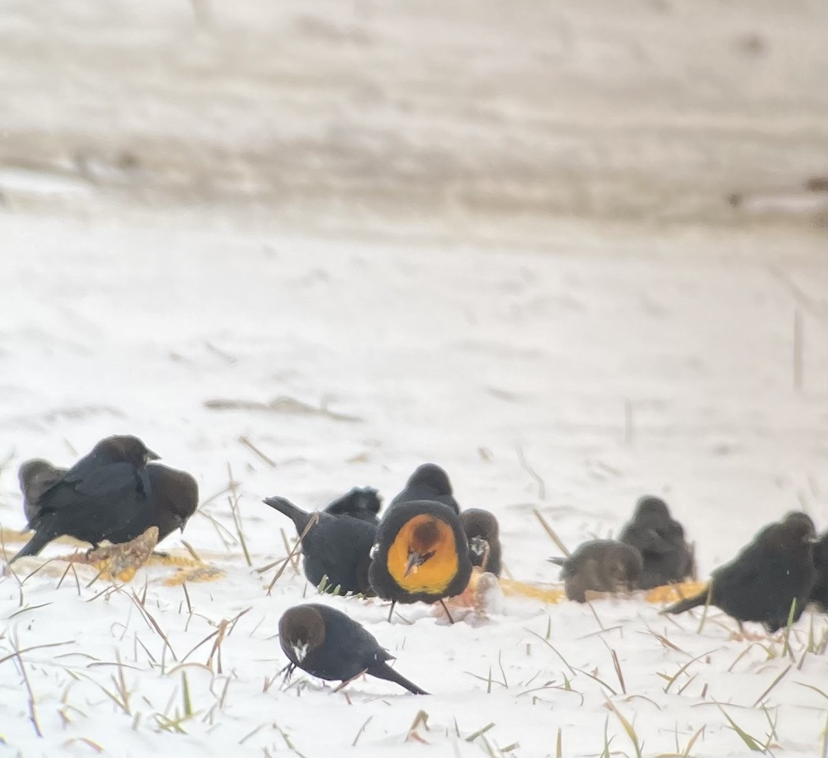 Yellow-headed Blackbird - Jeremy L. Hatt