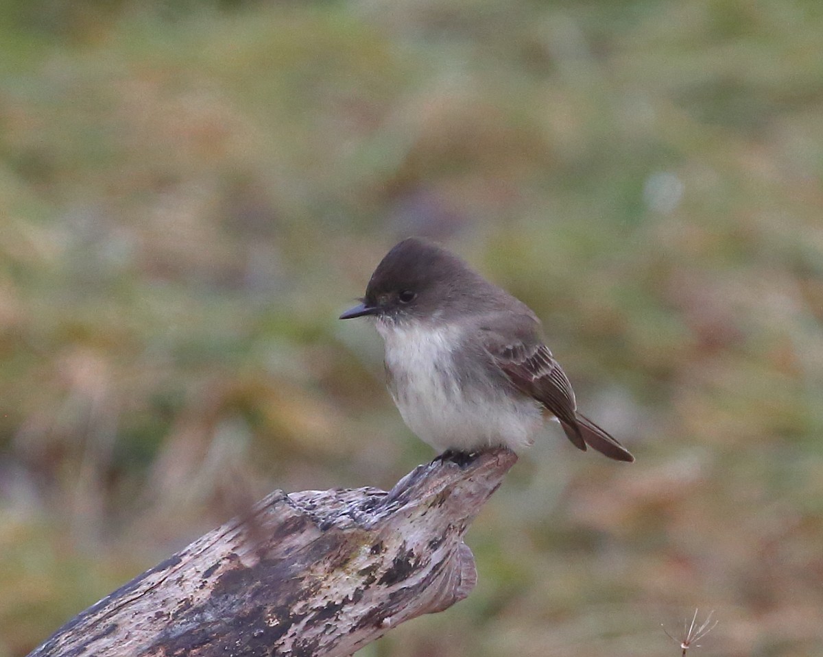 Eastern Phoebe - Bruce Robinson