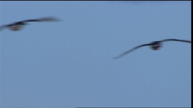 Greater White-fronted Goose - ML405441