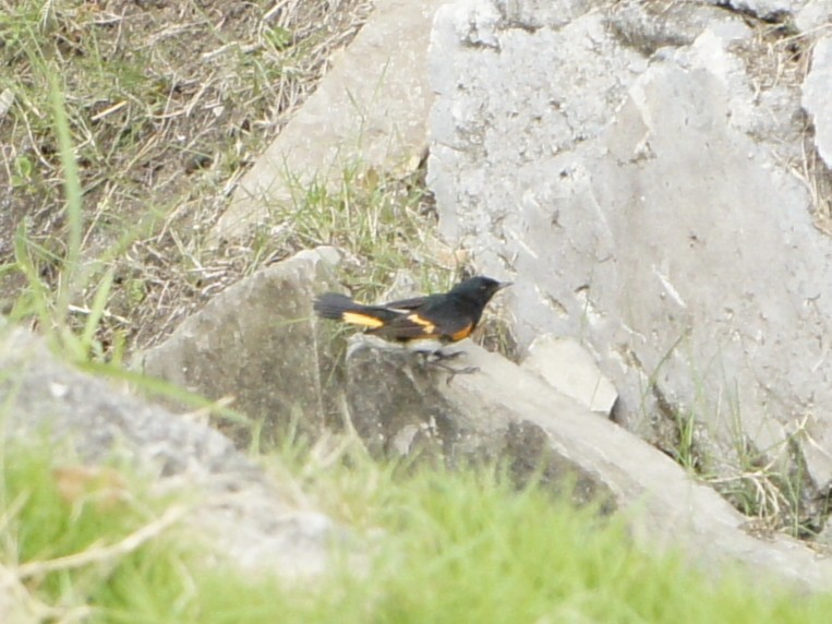 American Redstart - ML405441291