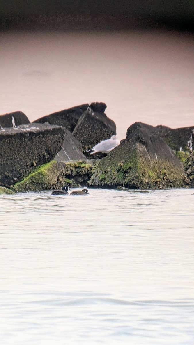 Harlequin Duck - ML405441401