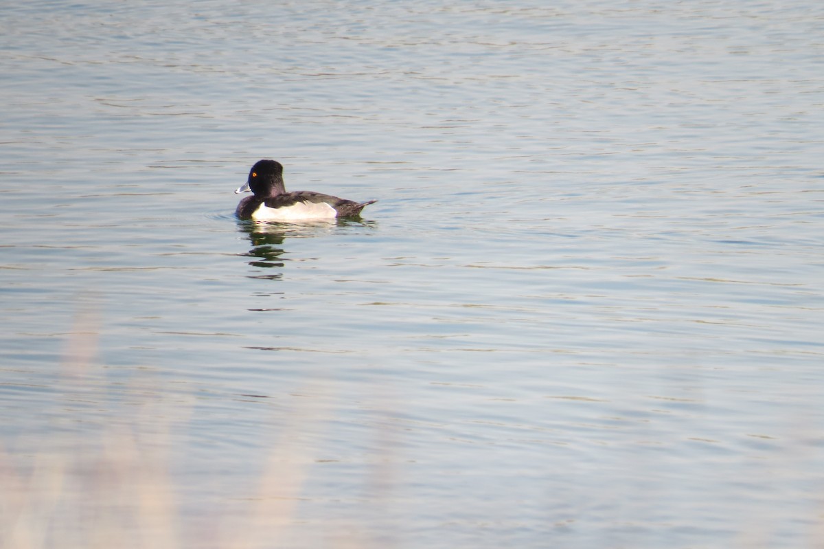 Ring-necked Duck - ML405442711