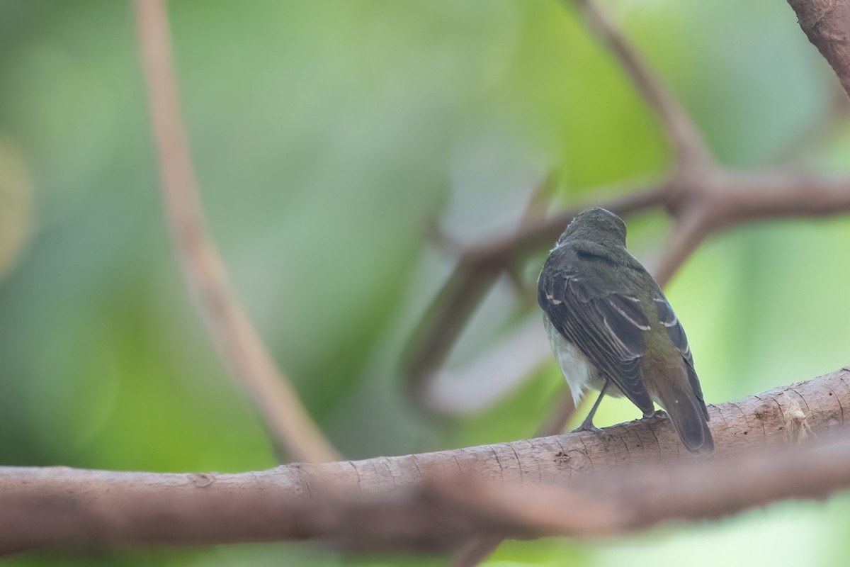 Narcissus Flycatcher - ML405442861