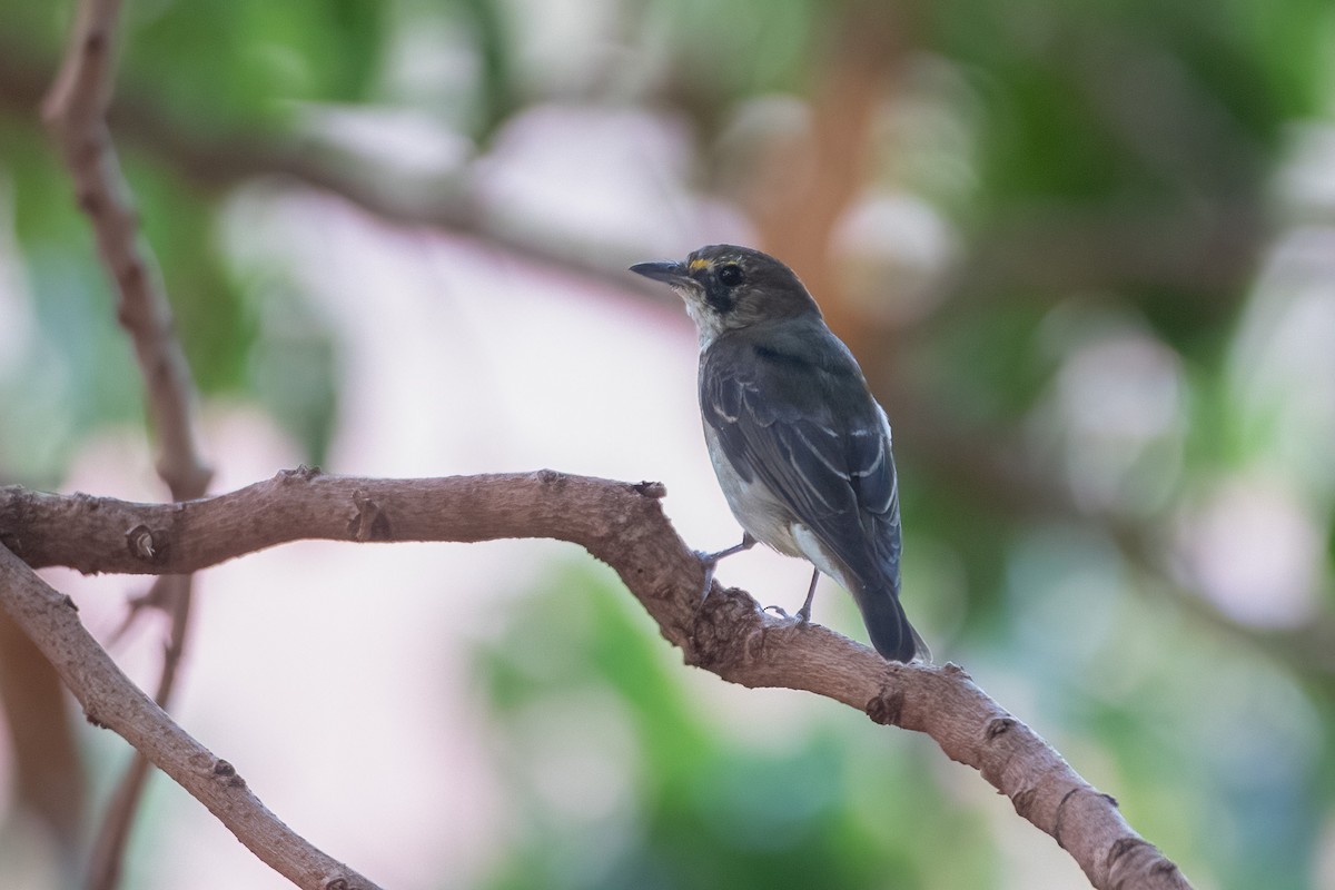 Narcissus Flycatcher - Adrian Boyle