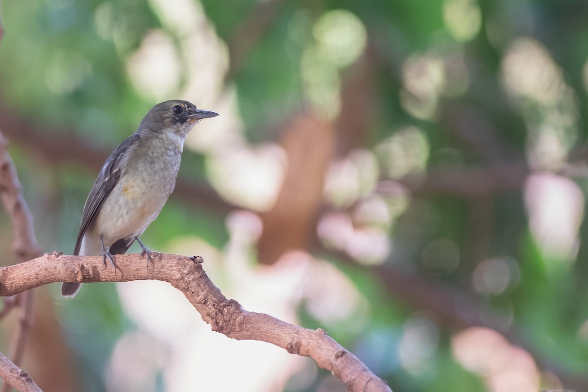 Narcissus Flycatcher - ML405442881