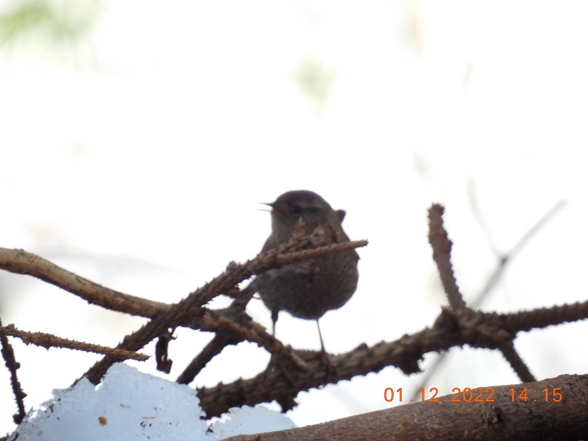 Winter Wren - ML405443271