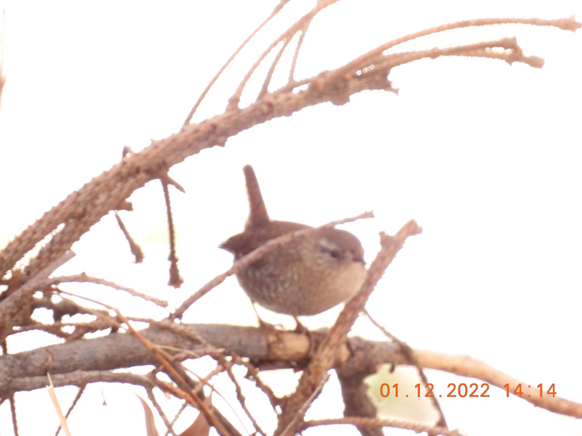 Winter Wren - ML405443281