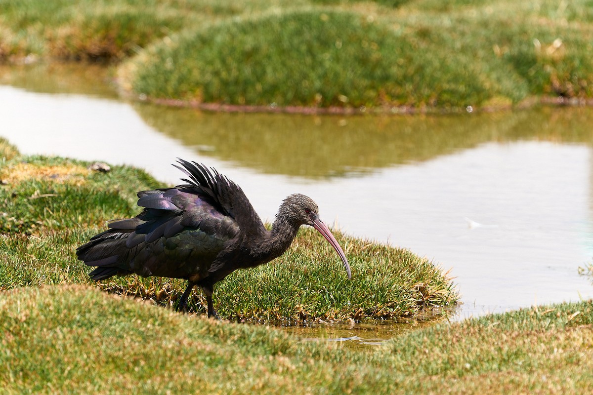 Puna Ibis - Luis Salazar Vargas