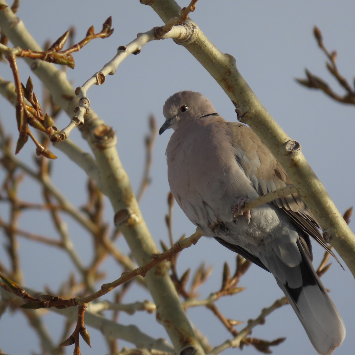 Eurasian Collared-Dove - ML405444661