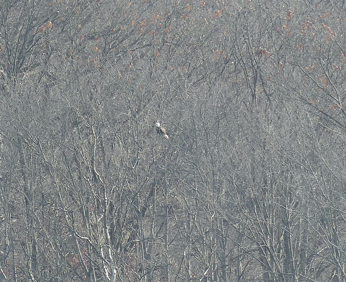 Bald Eagle - ML405446671