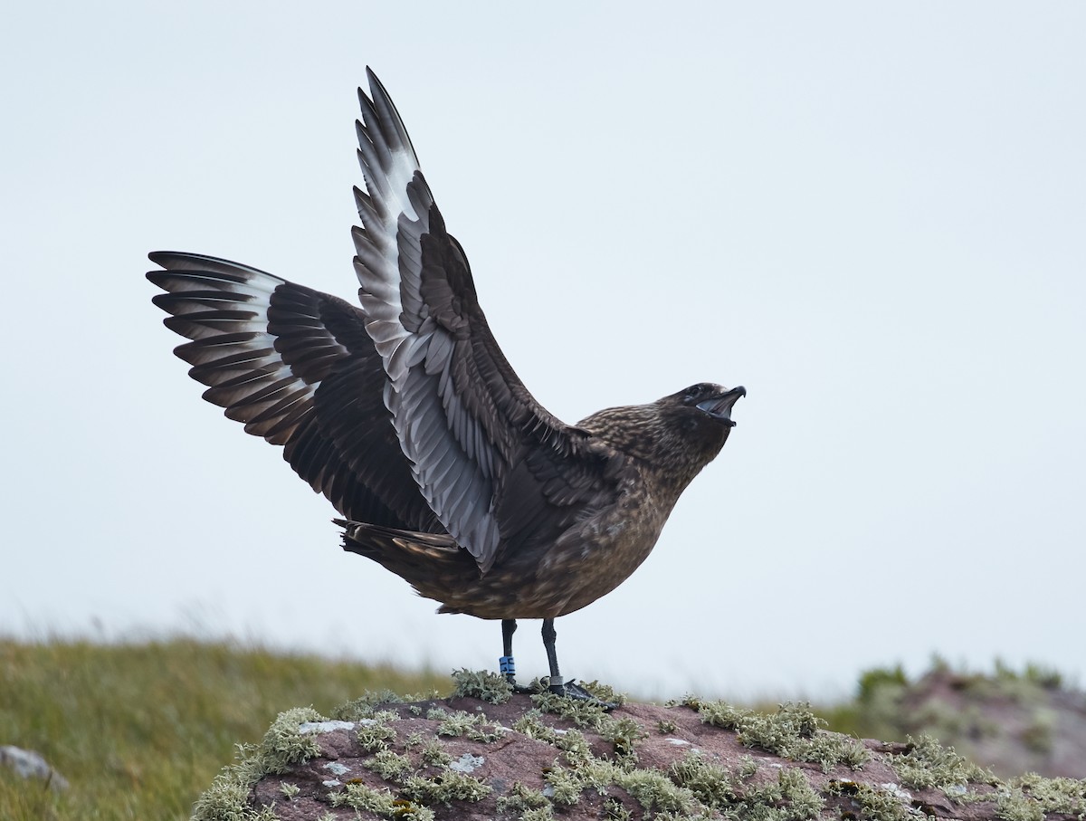 Great Skua - Brooke Miller