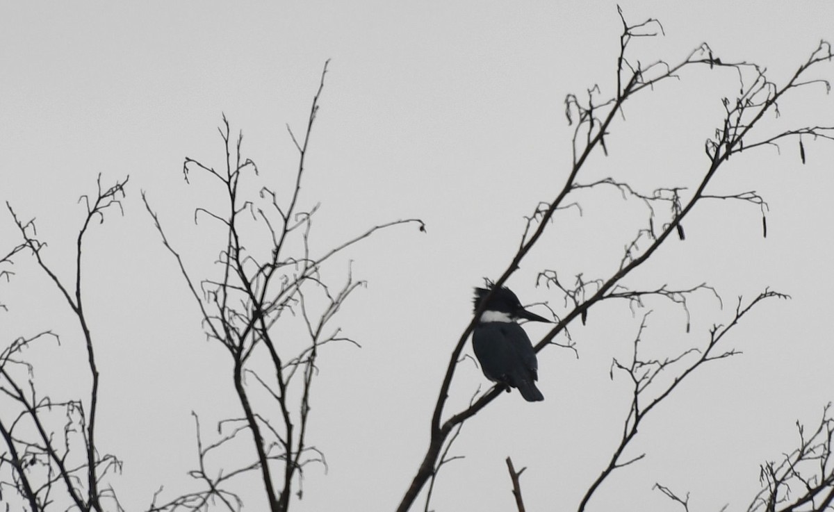 Belted Kingfisher - ML405447981