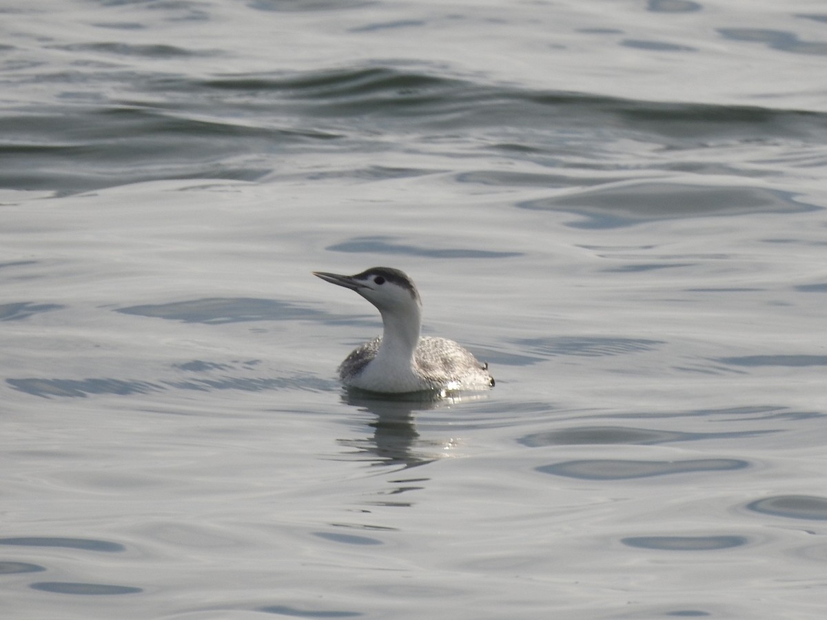 Red-throated Loon - ML405448131