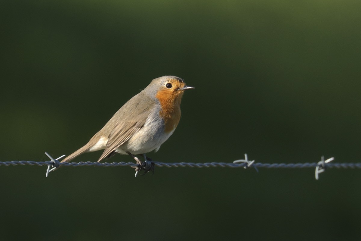 European Robin - ML405448261