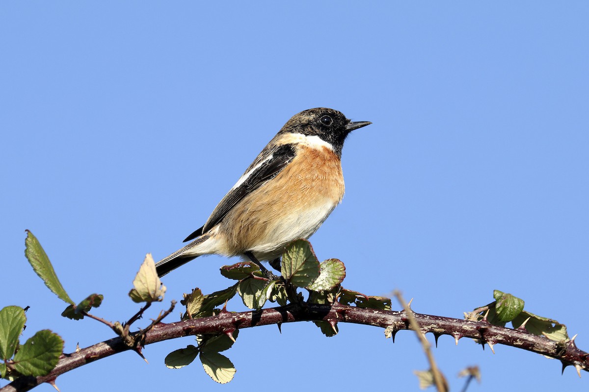 European Stonechat - ML405448401