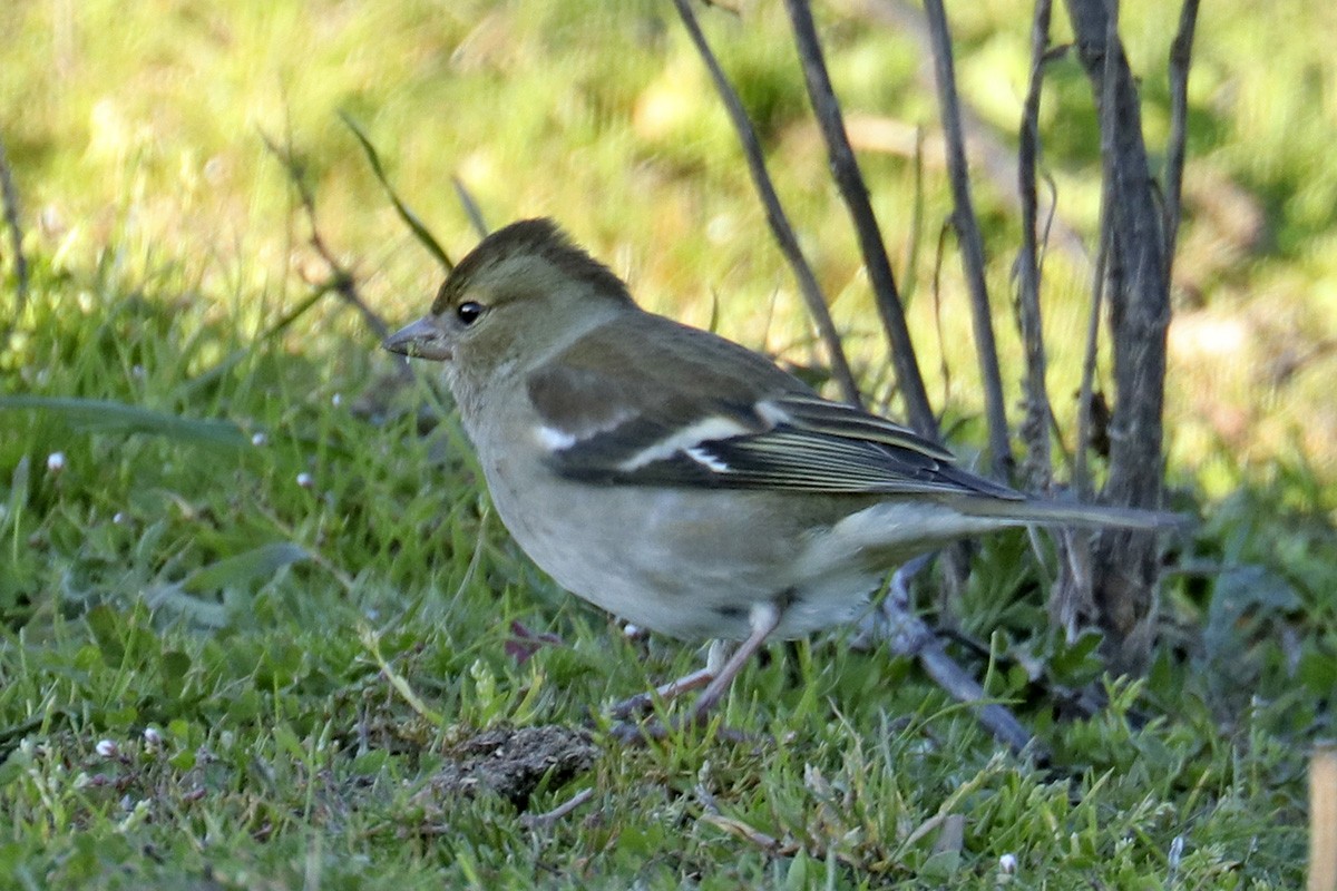 Common Chaffinch - ML405448481