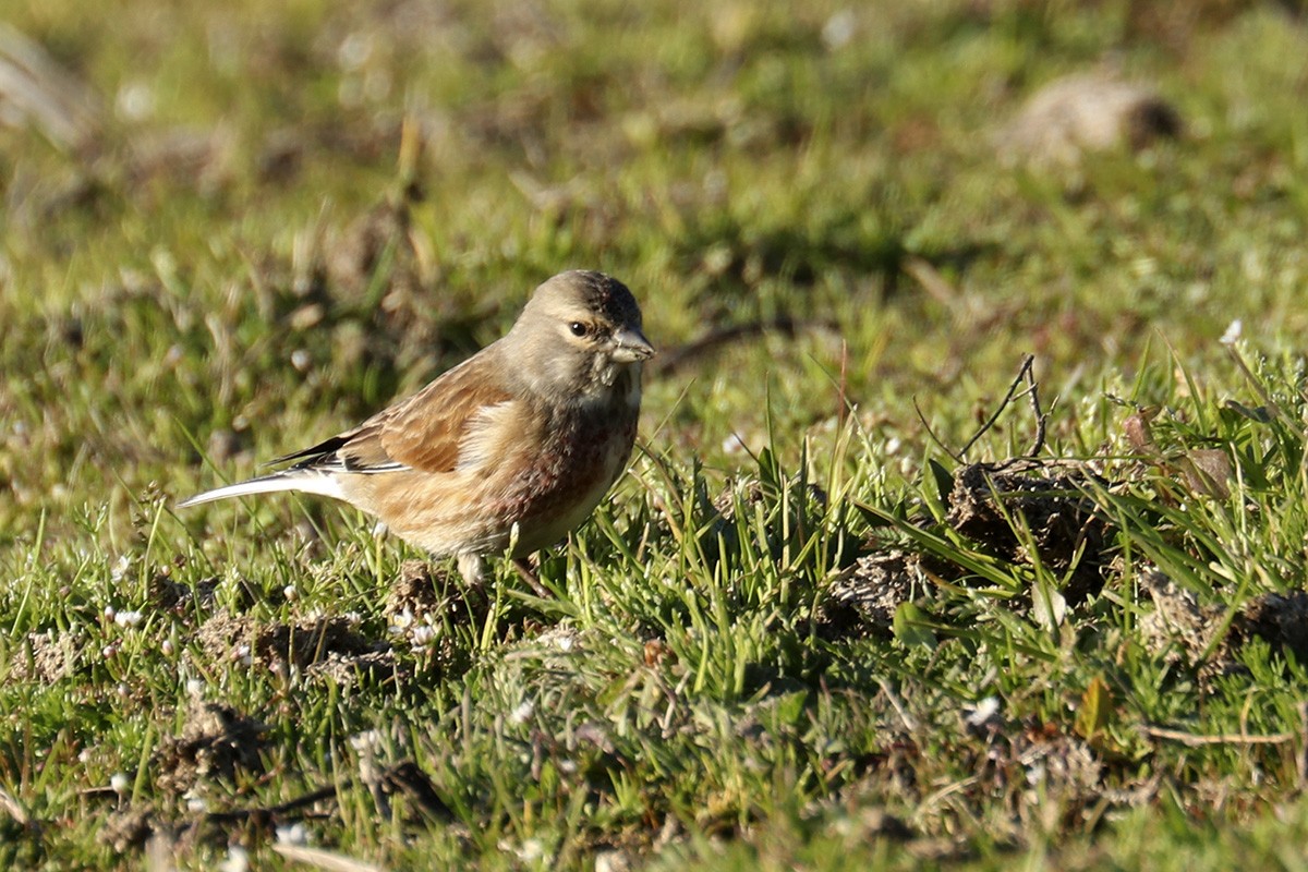 Eurasian Linnet - ML405448551