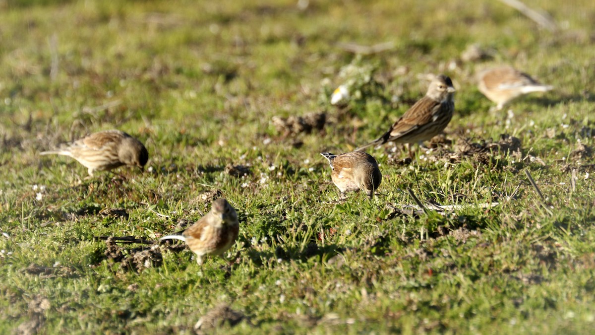 Eurasian Linnet - ML405448581