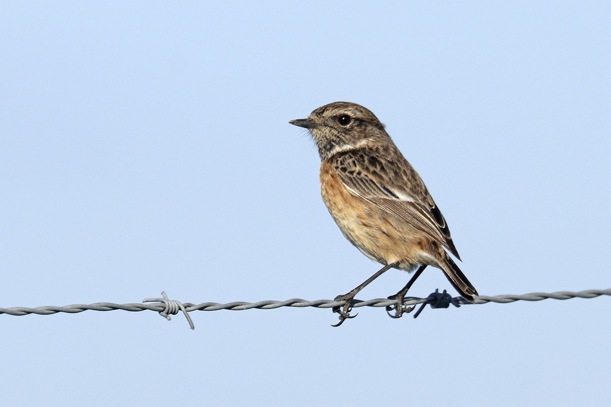 European Stonechat - ML405448671