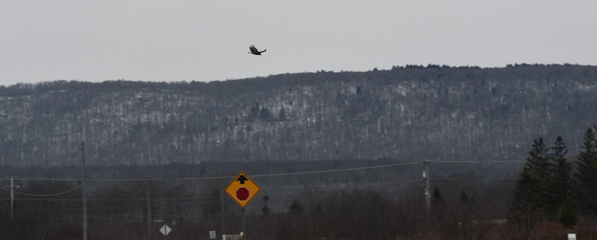 Turkey Vulture (Northern) - Randy Bodkins