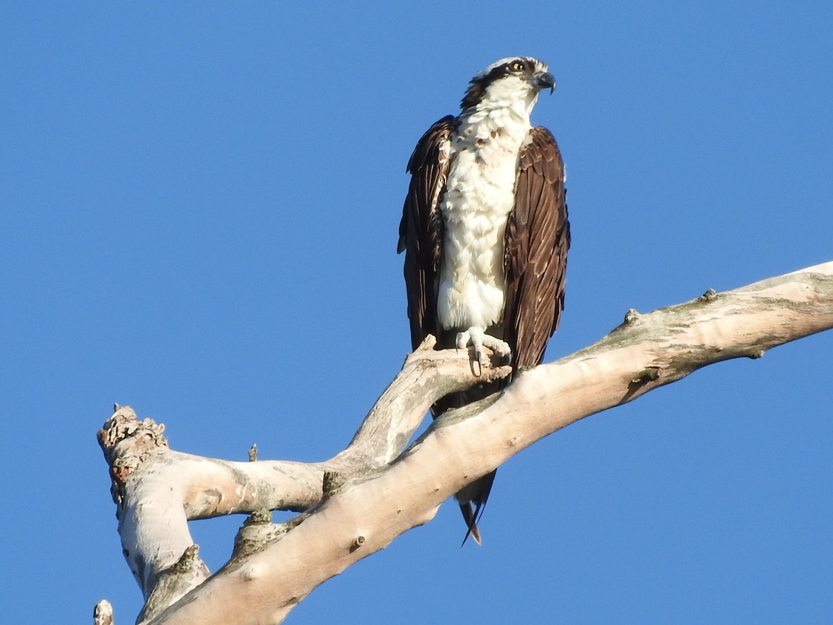 Águila Pescadora - ML405455821