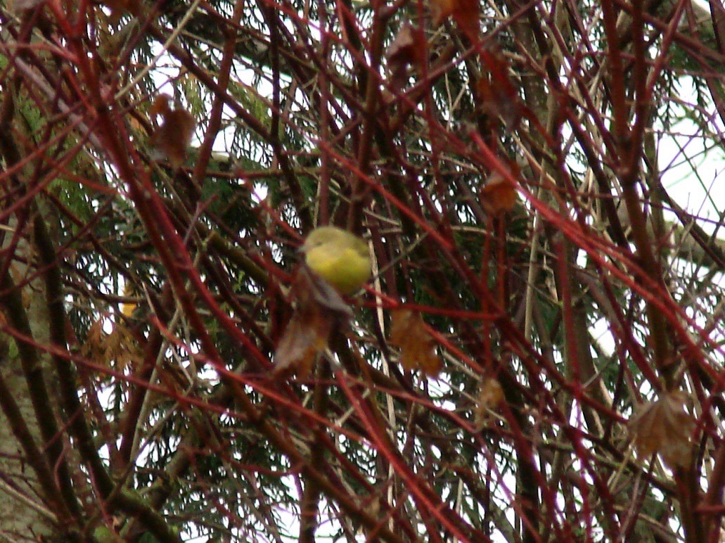 Orange-crowned Warbler - ML40545591