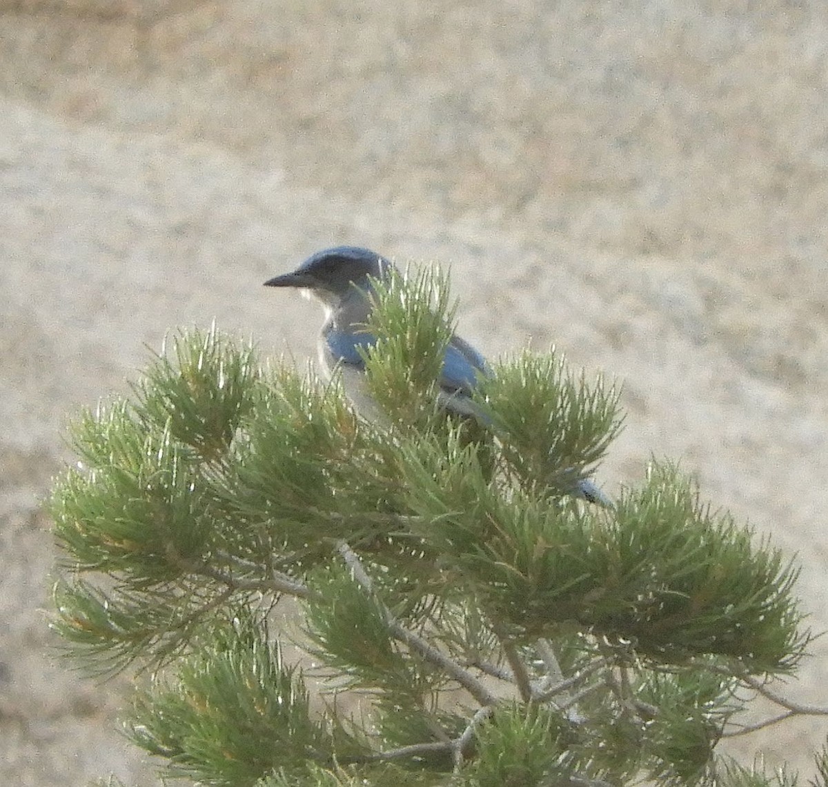 Woodhouse's Scrub-Jay - ML405457651