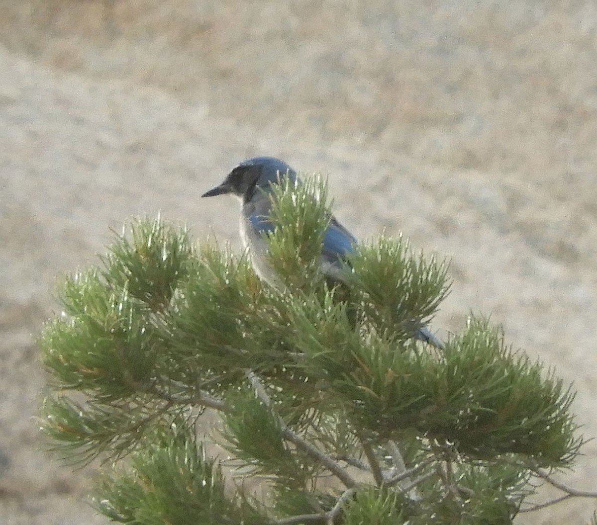 Woodhouse's Scrub-Jay - ML405457661