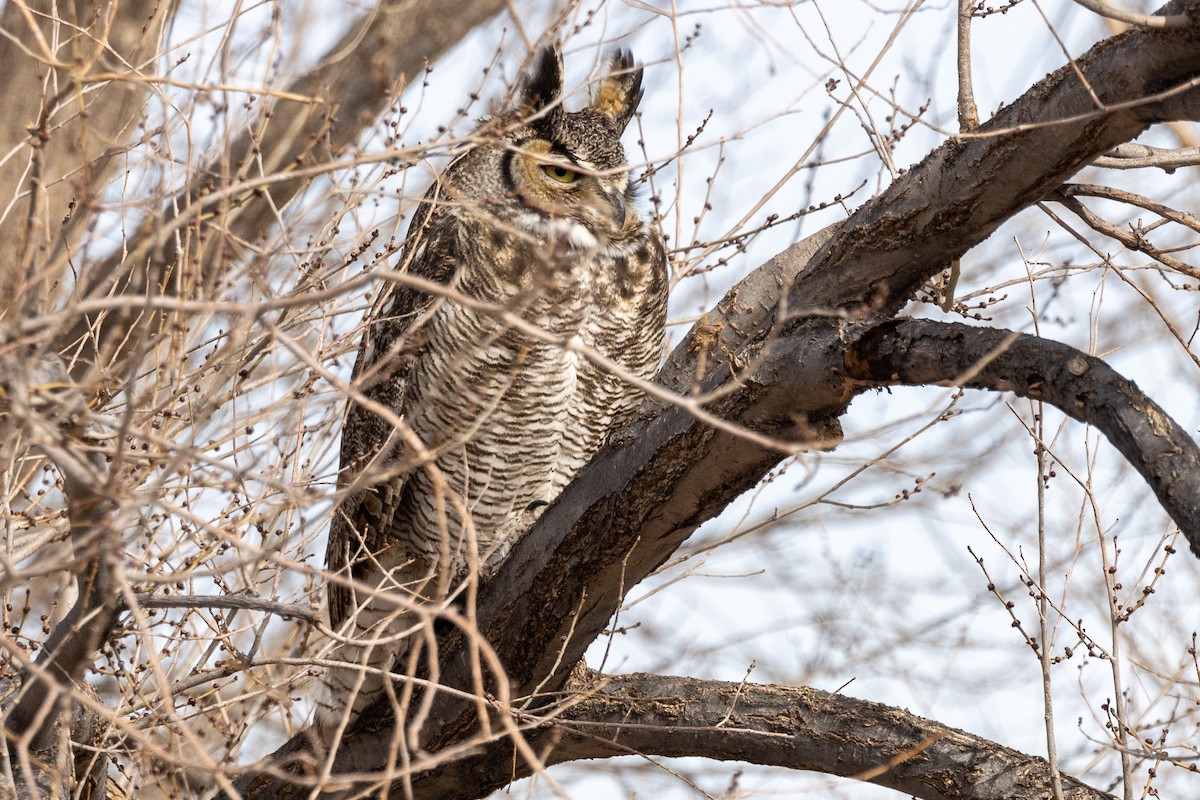 Great Horned Owl - ML405459871