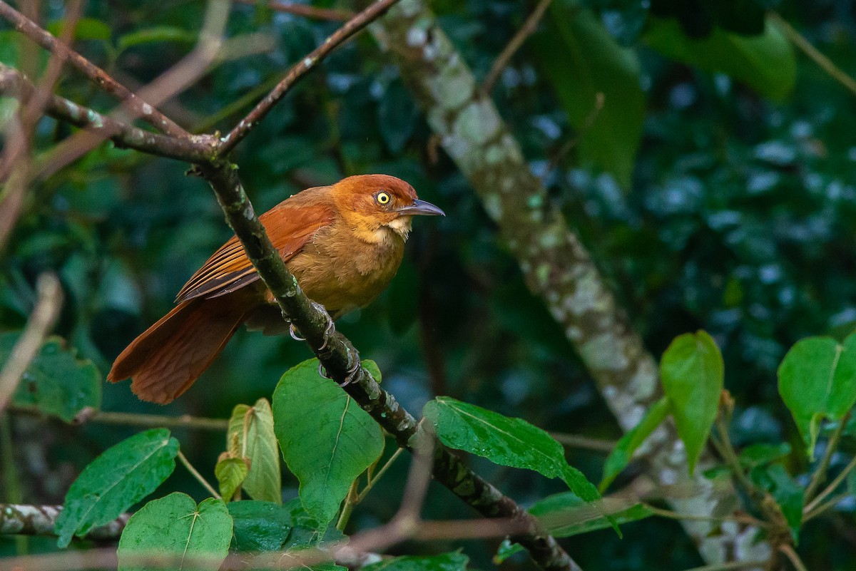 Chestnut-capped Foliage-gleaner - José Carlos Carvalho