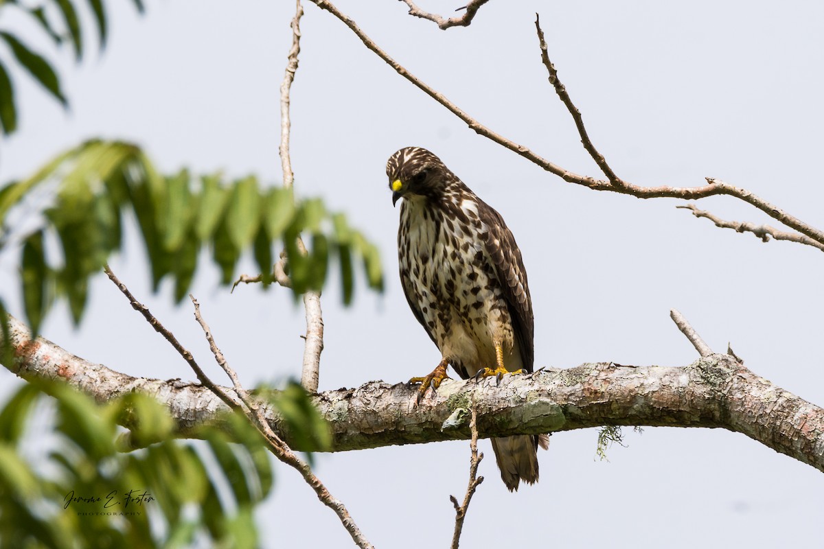 Broad-winged Hawk - ML405462051