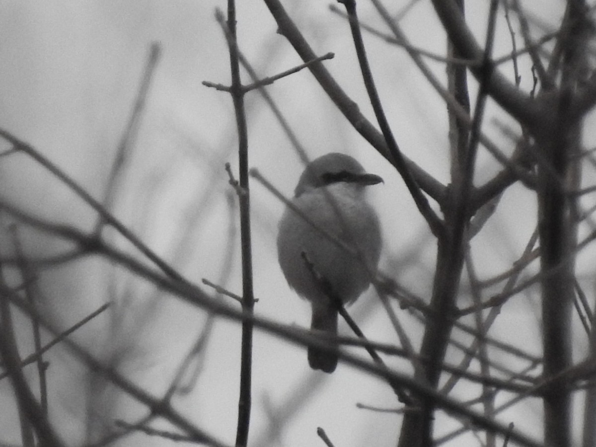 Northern Shrike - ML405462701