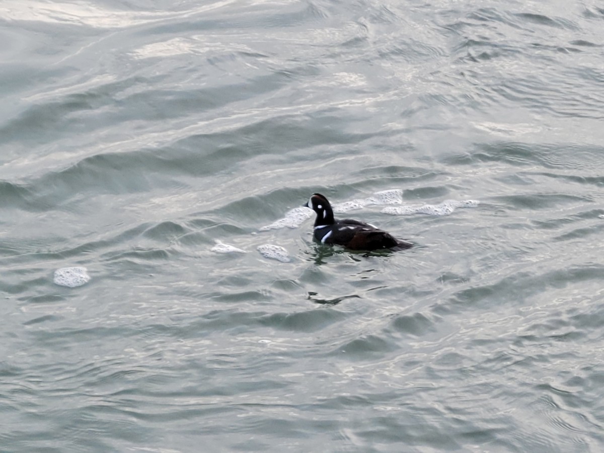 Harlequin Duck - ML405462731